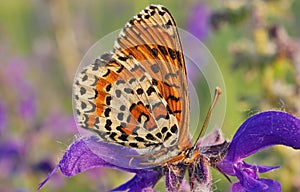 Butterfly closeup in Brembo park