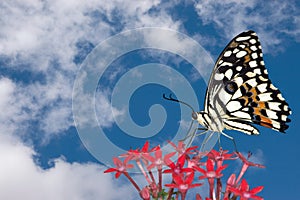Butterfly and Clouds