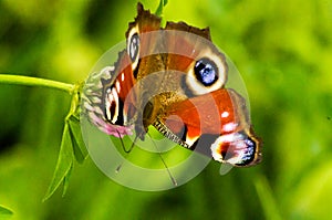 Butterfly on clover