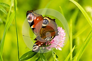 Butterfly on clover