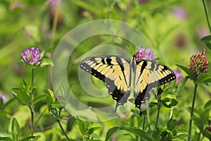 Butterfly on Clover Bloom