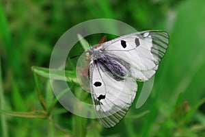 Butterfly on the clover flower