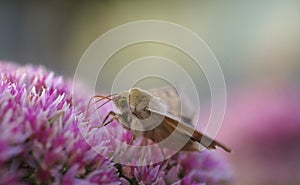 Butterfly and clover flower on blurred background