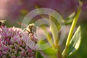 Butterfly and a clover flower in the rays of the sun