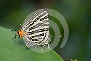 A butterfly, Club Silverline