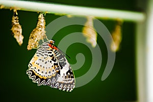 Butterfly and Cocoon