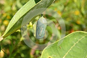 Butterfly cocoon photo