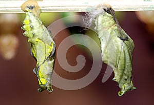 Butterfly cocoons