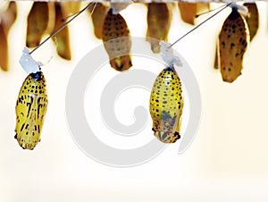 Butterfly cocoons