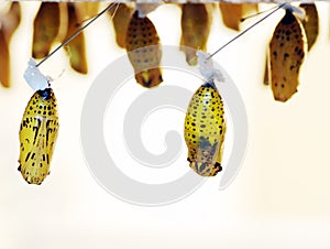 Butterfly cocoons photo