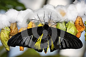 Butterfly and cocoons