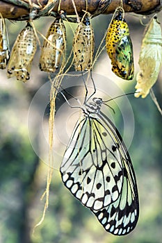 Butterfly and cocoons