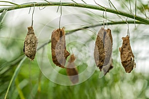 Butterfly cocoons ready to hatch