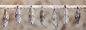butterfly cocoons on a stick