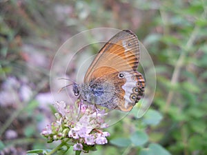 Butterfly `Coenonympha arcania L.`