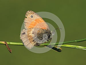 Butterfly Coenonympha pamphilus