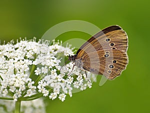 Butterfly (Coenonympha) on white flower