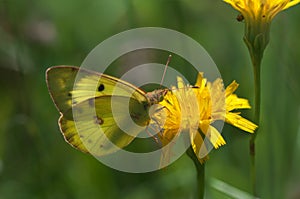 Butterfly Colias croceus - close up photo