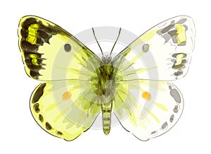 Butterfly Colias Erate.