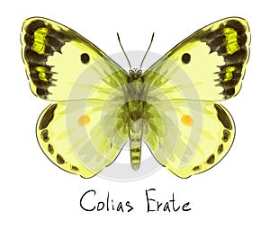 Butterfly Colias Erate.