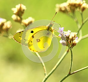 Butterfly (Colias erate)