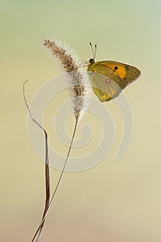 A butterfly Colias hyale on  awaits dawn on a forest plant