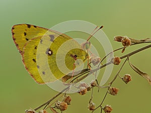 a butterfly Colias hyale on a summer day basking in the dry grass