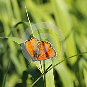 Butterfly (Colias myrmidone Esp. )