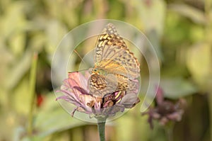 Butterfly collecting nectar on a flower