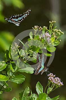 Butterfly collecting nectar on flower