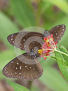 Butterfly collecting nectar on flower