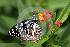 Butterfly Collecting Pollen from a Small Plant