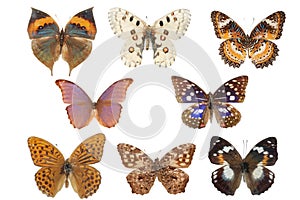 Butterfly collection