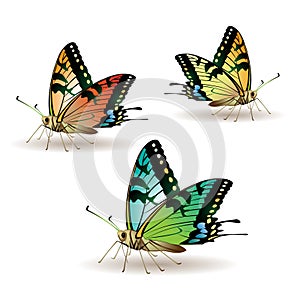 Butterfly collection