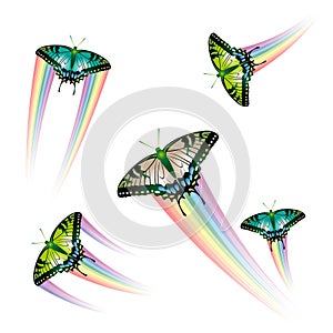 Butterfly Collection