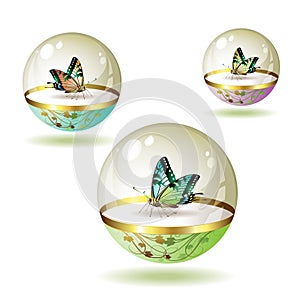 Butterfly collection