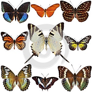 Butterfly Collection