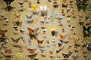 Butterfly Collection