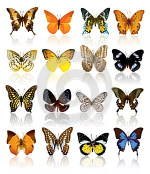 Mariposa 