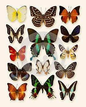 Butterfly collection isolated