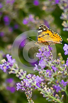 Butterfly collects fresh and fragrant honey from lav ender flowers.