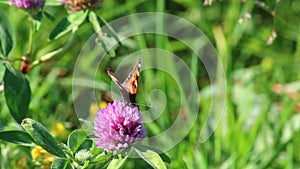 The butterfly collects nectar from the clover in the meadow. Flowers and grass sway in the warm summer wind