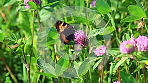 The butterfly collects nectar from the clover in the meadow. Flowers and grass sway in the warm summer wind