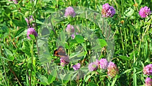 The butterfly collects nectar from the clover in the meadow. Flowers and grass sway in the warm summer wind