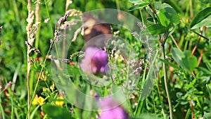 The butterfly collects nectar from the clover in the meadow. Flowers and grass sway in the warm summer wind