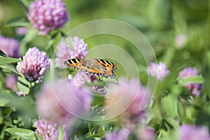 The butterfly collects nectar from the clover in the meadow. Flowers and grass sway in the warm summer wind.