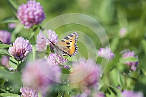 The butterfly collects nectar from the clover in the meadow. Flowers and grass sway in the warm summer wind.