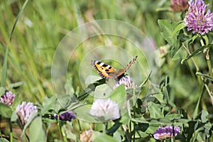 The butterfly collects nectar from the clover in the meadow. Flowers and grass sway in the warm summer wind.