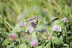 The butterfly collects nectar from the clover in the meadow. Flowers and grass sway in the warm summer wind.