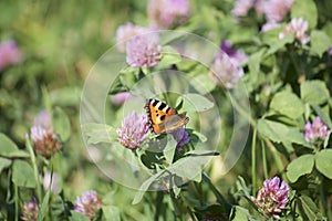 The butterfly collects nectar from the clover in the meadow. Flowers and grass sway in the warm summer wind.